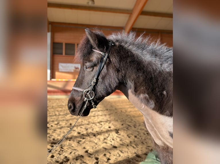 Pony Islandese Castrone 6 Anni 141 cm Morello in AchstettenAchstetten