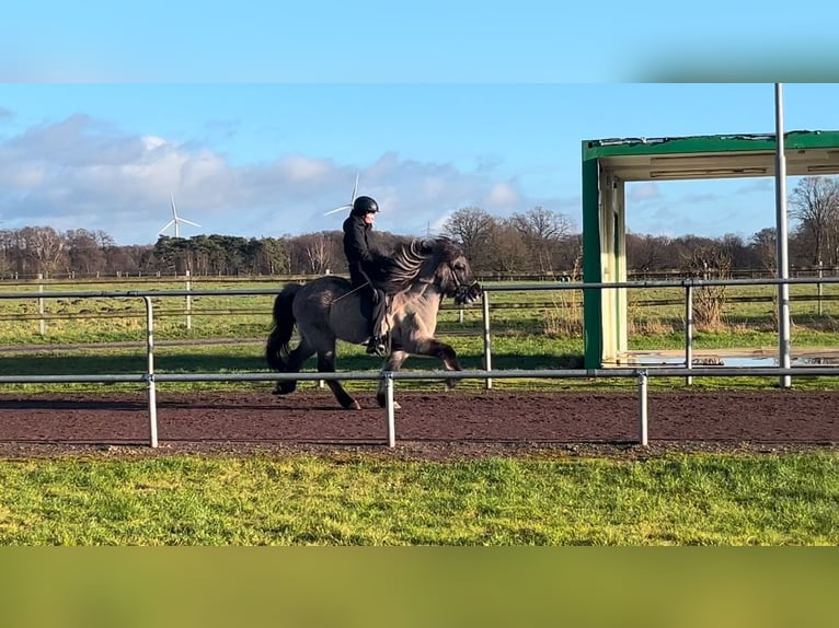 Pony Islandese Castrone 6 Anni 142 cm Falbo in Soltau