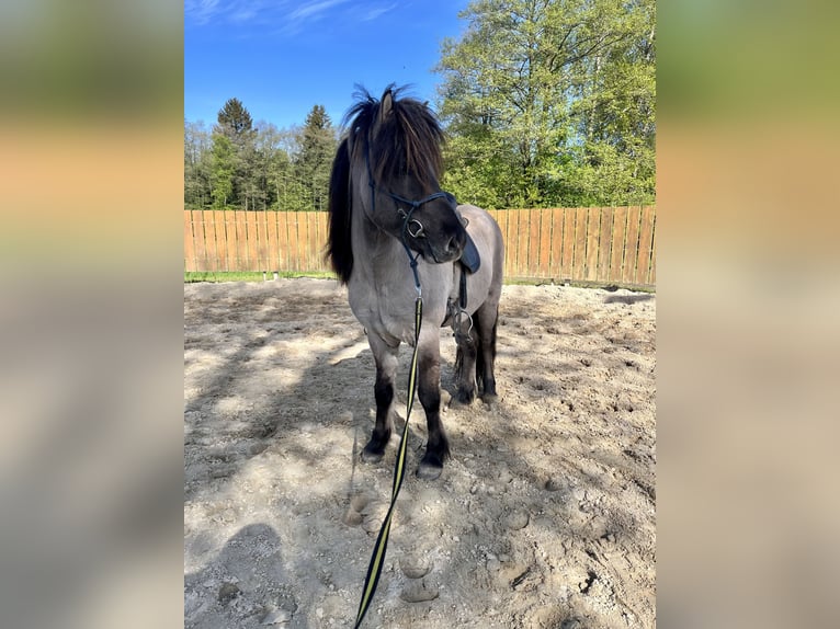 Pony Islandese Castrone 6 Anni 142 cm Falbo in Soltau