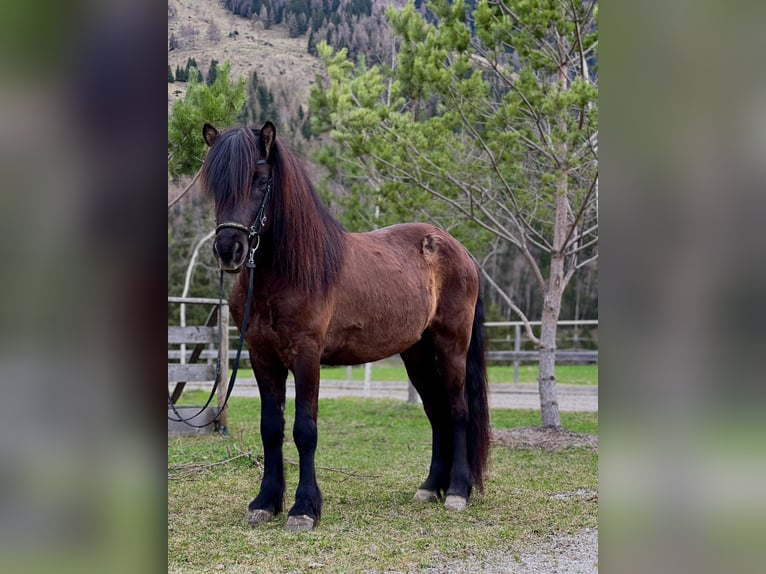 Pony Islandese Castrone 6 Anni 142 cm Morello in Rauris