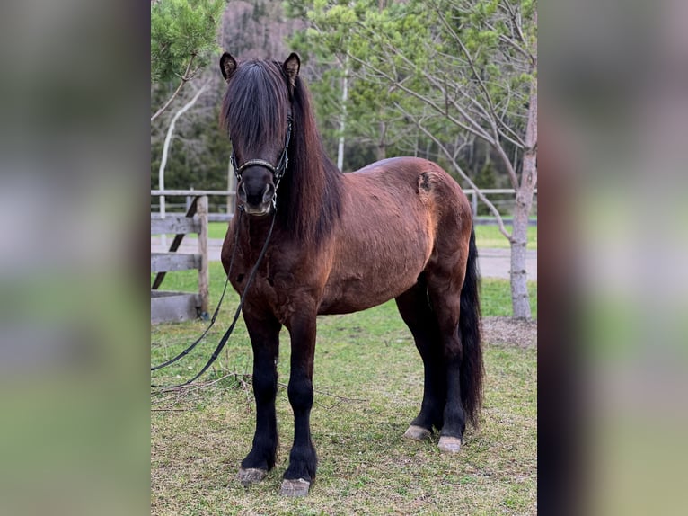 Pony Islandese Castrone 6 Anni 142 cm Morello in Rauris