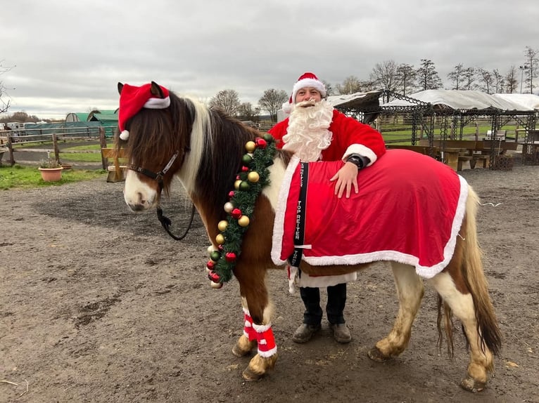 Pony Islandese Castrone 6 Anni 142 cm Pezzato in Euskirchen