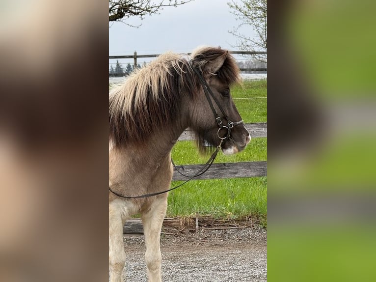 Pony Islandese Castrone 6 Anni 142 cm Pezzato in Ravensburg