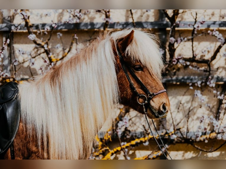 Pony Islandese Castrone 6 Anni 142 cm Sauro in Taufkirchen an der Trattnach