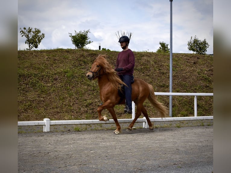 Pony Islandese Castrone 6 Anni 142 cm Sauro in Wermelskirchen