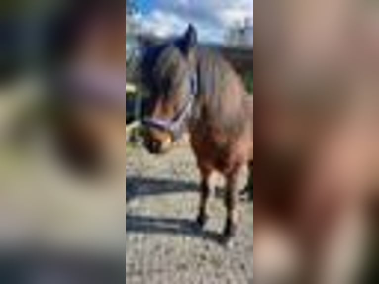 Pony Islandese Castrone 6 Anni 143 cm Baio scuro in Emmendingen