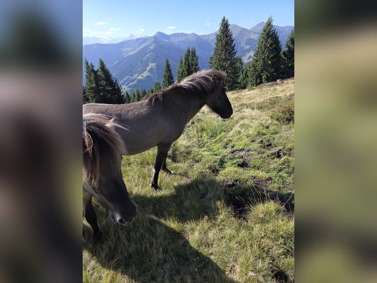Pony Islandese Castrone 6 Anni 143 cm Falbo in Maishofen