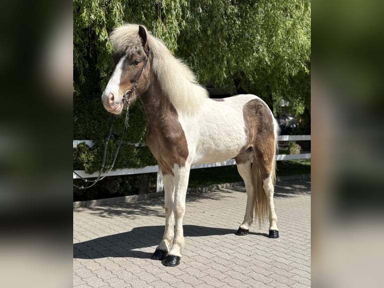 Pony Islandese Castrone 6 Anni 143 cm Pezzato in Lochen am See
