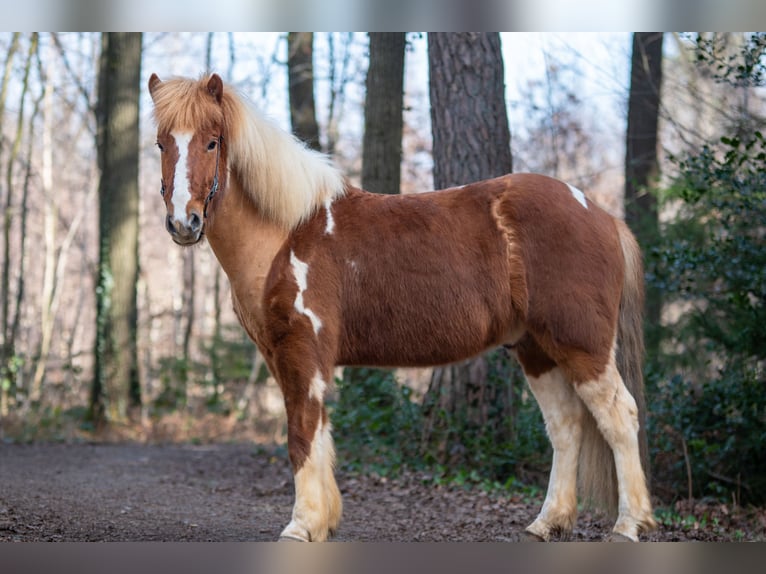 Pony Islandese Castrone 6 Anni 143 cm Pezzato in Aachen