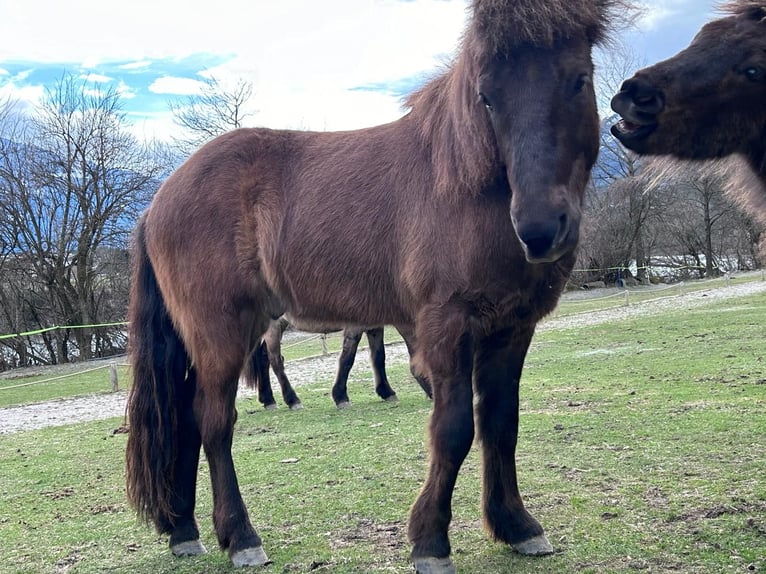 Pony Islandese Castrone 6 Anni 144 cm Morello in Haiming