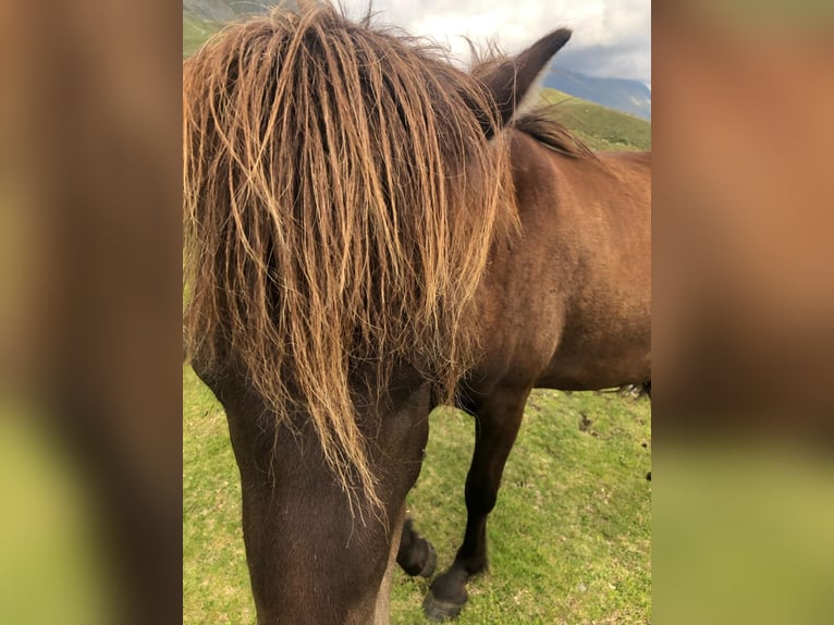 Pony Islandese Castrone 6 Anni 144 cm Morello in Haiming