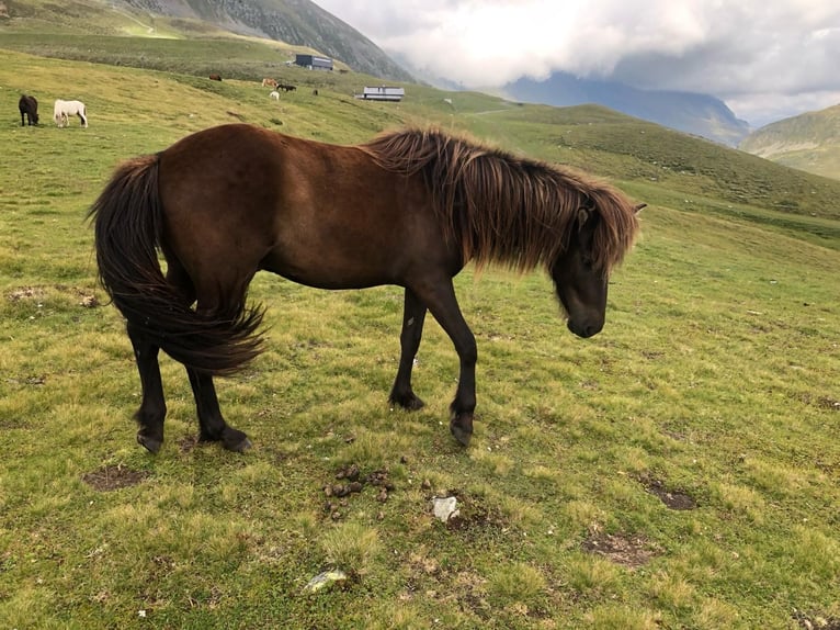 Pony Islandese Castrone 6 Anni 144 cm Morello in Haiming