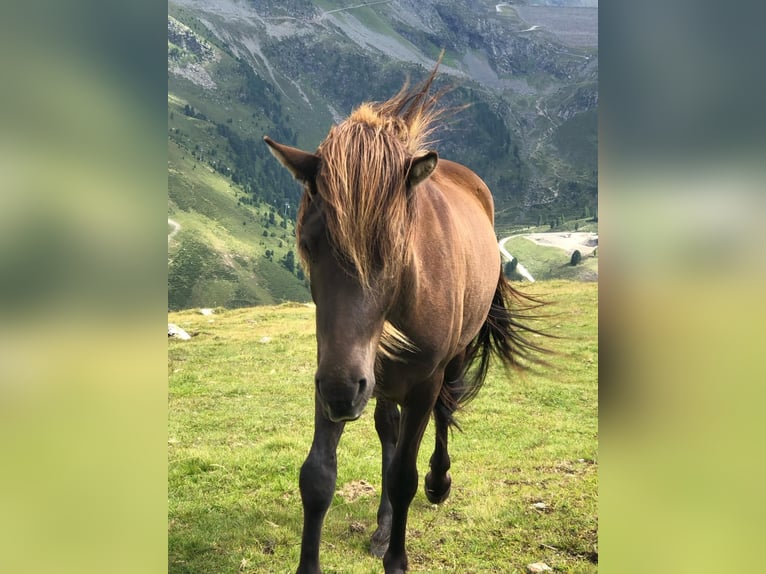 Pony Islandese Castrone 6 Anni 144 cm Morello in Haiming