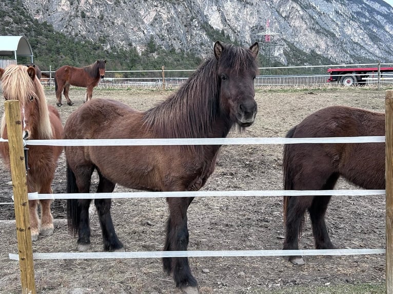 Pony Islandese Castrone 6 Anni 144 cm Morello in Haiming