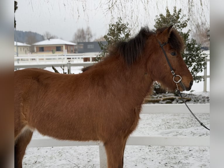 Pony Islandese Castrone 6 Anni 145 cm Baio in Lochen am See