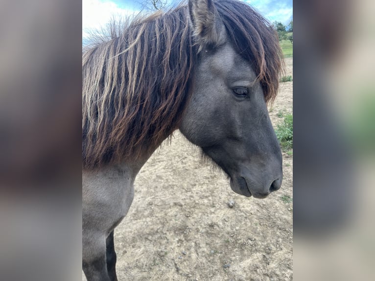 Pony Islandese Castrone 6 Anni 145 cm Falbo in Sankt Julian