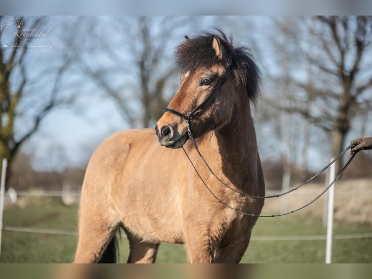 Pony Islandese Castrone 6 Anni 145 cm Falbo in Horst