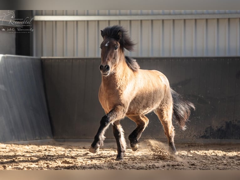 Pony Islandese Castrone 6 Anni 145 cm Falbo in Horst