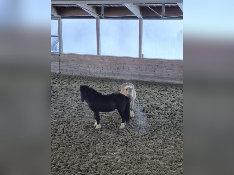 Pony Islandese Castrone 6 Anni 145 cm Morello in Sonntag Seeberg