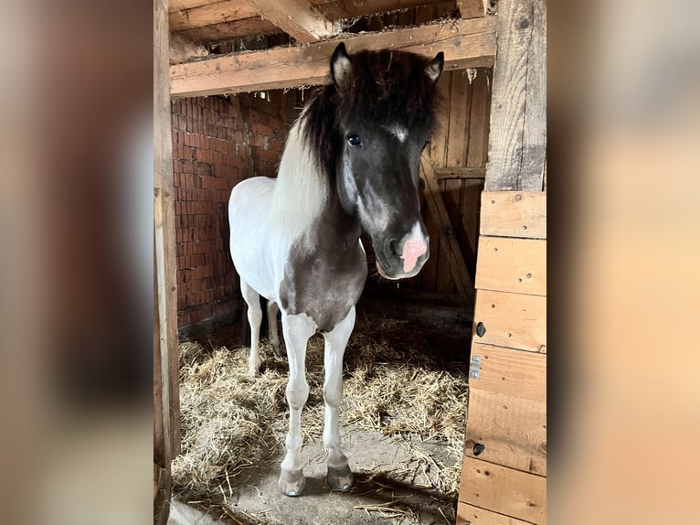 Pony Islandese Castrone 6 Anni 145 cm Pezzato in Tann