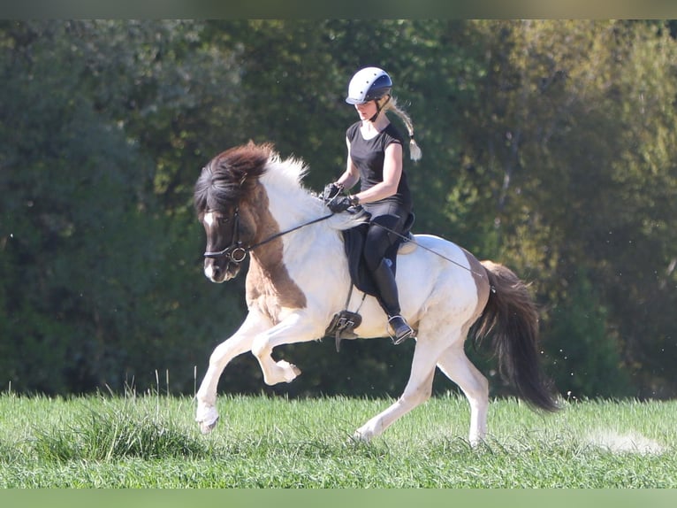 Pony Islandese Castrone 6 Anni 145 cm Pezzato in Tann