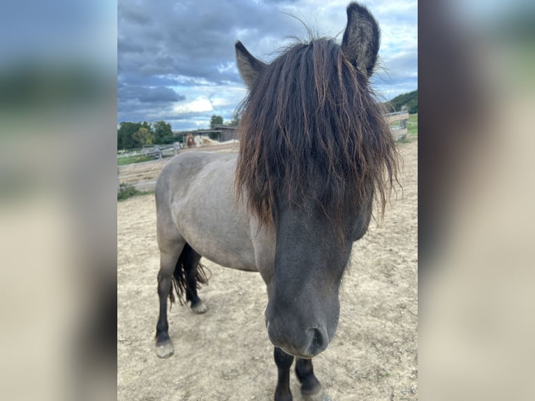 Pony Islandese Castrone 6 Anni 145 cm Roano blu in Sankt Julian