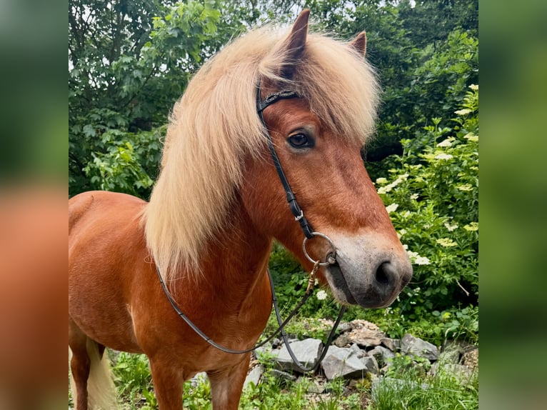 Pony Islandese Castrone 6 Anni 145 cm Sauro in Roetgen