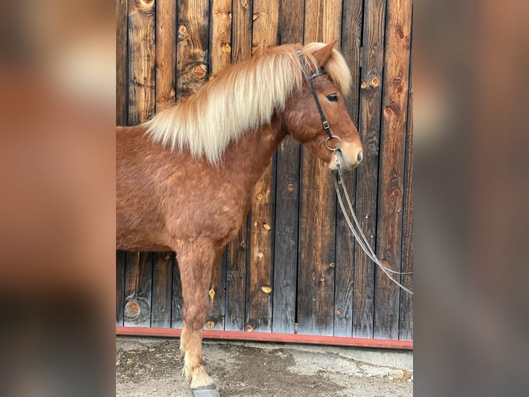 Pony Islandese Castrone 6 Anni 145 cm Sauro in St. Ulrich am Pillersee