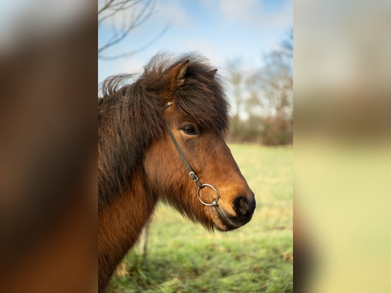 Pony Islandese Castrone 6 Anni 146 cm Baio in Bornheim