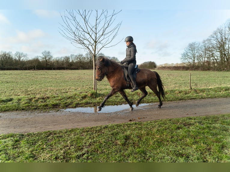 Pony Islandese Castrone 6 Anni 146 cm Baio in Bornheim