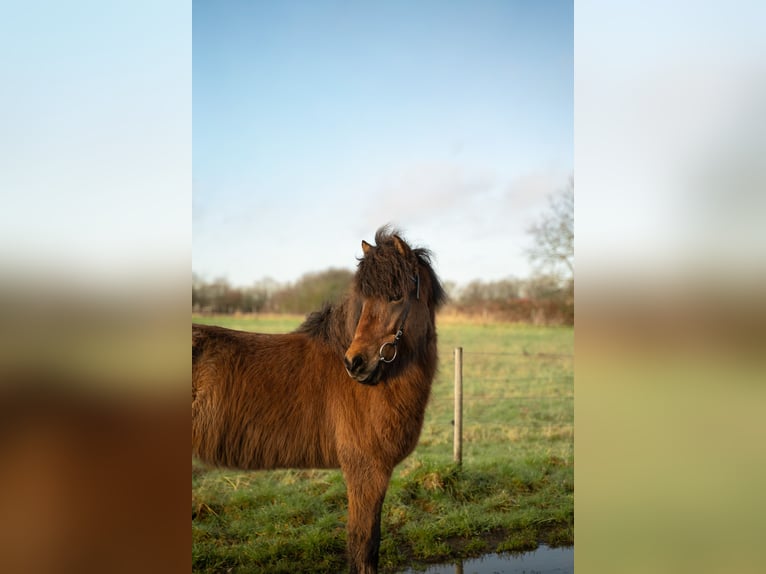 Pony Islandese Castrone 6 Anni 146 cm Baio in Bornheim
