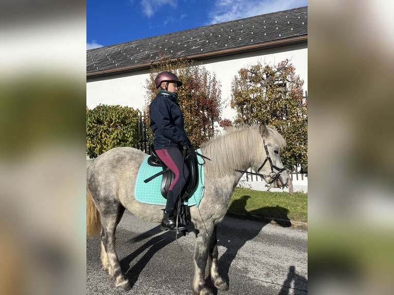 Pony Islandese Castrone 6 Anni 146 cm Grigio pezzato in Linz