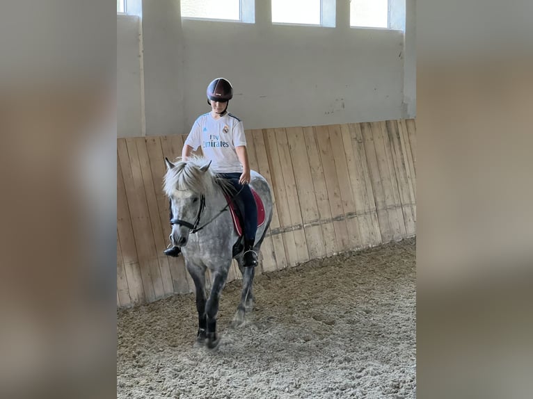 Pony Islandese Castrone 6 Anni 146 cm Grigio pezzato in Linz