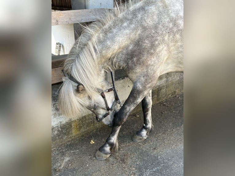 Pony Islandese Castrone 6 Anni 146 cm Grigio pezzato in Weidet