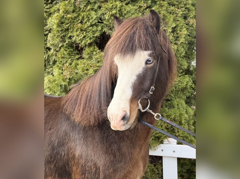 Pony Islandese Castrone 6 Anni 150 cm Baio nero in Lochen am See