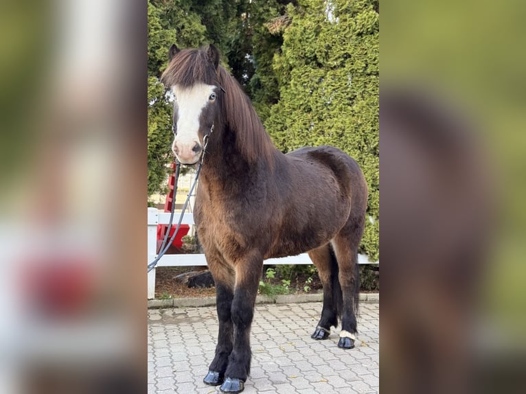 Pony Islandese Castrone 6 Anni 150 cm Baio nero in Lochen am See