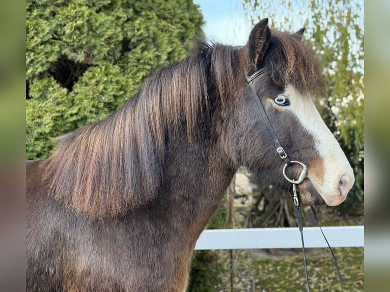 Pony Islandese Castrone 6 Anni 150 cm Baio nero in Lochen am See