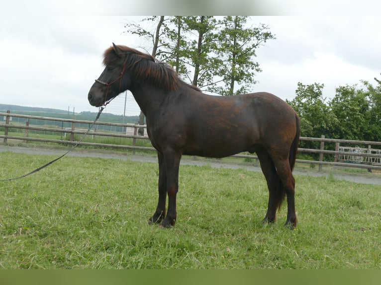 Pony Islandese Castrone 6 Anni 150 cm Morello in Euskirchen