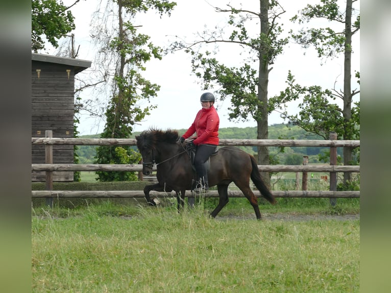 Pony Islandese Castrone 6 Anni 150 cm Morello in Euskirchen