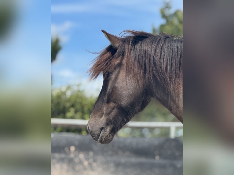 Pony Islandese Castrone 6 Anni 150 cm Pezzato in Kall