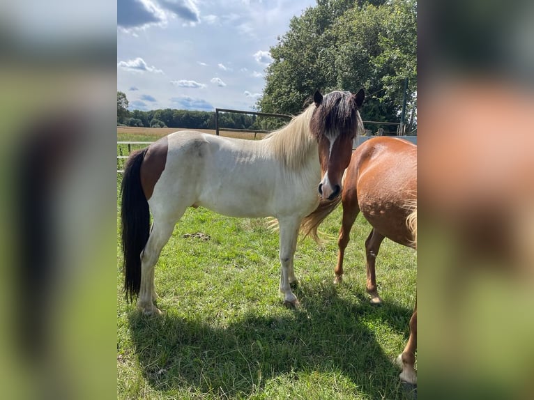 Pony Islandese Castrone 6 Anni in Lingen