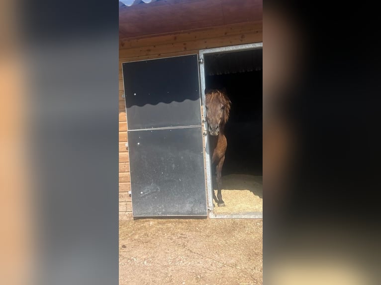 Pony Islandese Castrone 7 Anni 135 cm Morello in Butjadingen