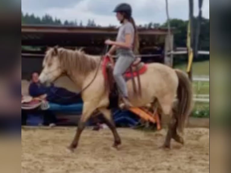 Pony Islandese Castrone 7 Anni 135 cm Pelle di daino in Liederbach am Taunus