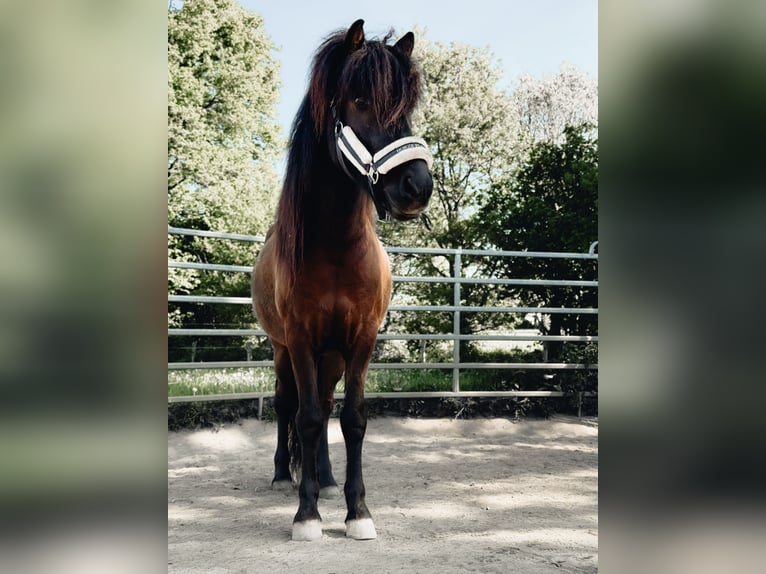 Pony Islandese Castrone 7 Anni 136 cm Morello in Appen
