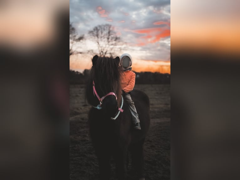 Pony Islandese Castrone 7 Anni 136 cm Morello in Appen