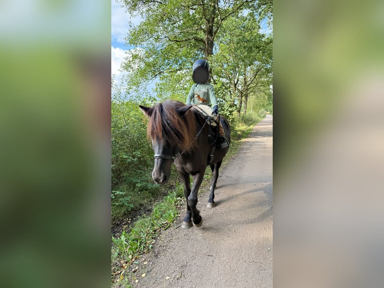Pony Islandese Castrone 7 Anni 136 cm Morello in Appen