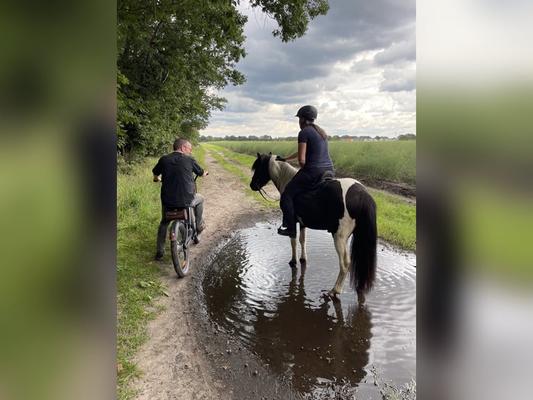 Pony Islandese Castrone 7 Anni 136 cm Pezzato in Nienhagen