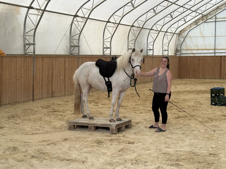 Pony Islandese Castrone 7 Anni 137 cm  in Mühlhausen