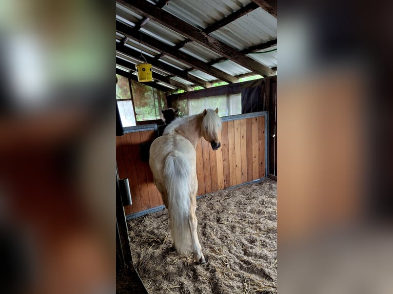 Pony Islandese Castrone 7 Anni 137 cm Palomino in Künten