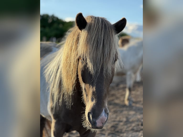 Pony Islandese Castrone 7 Anni 137 cm Pezzato in Suderburg